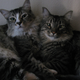 Image for article titled Caturday Night Special: Reader Kitties Are Surly & Sweet